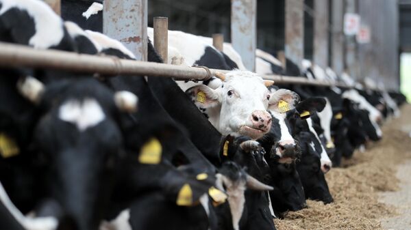 Коровы на животноводческой ферме в Московской области