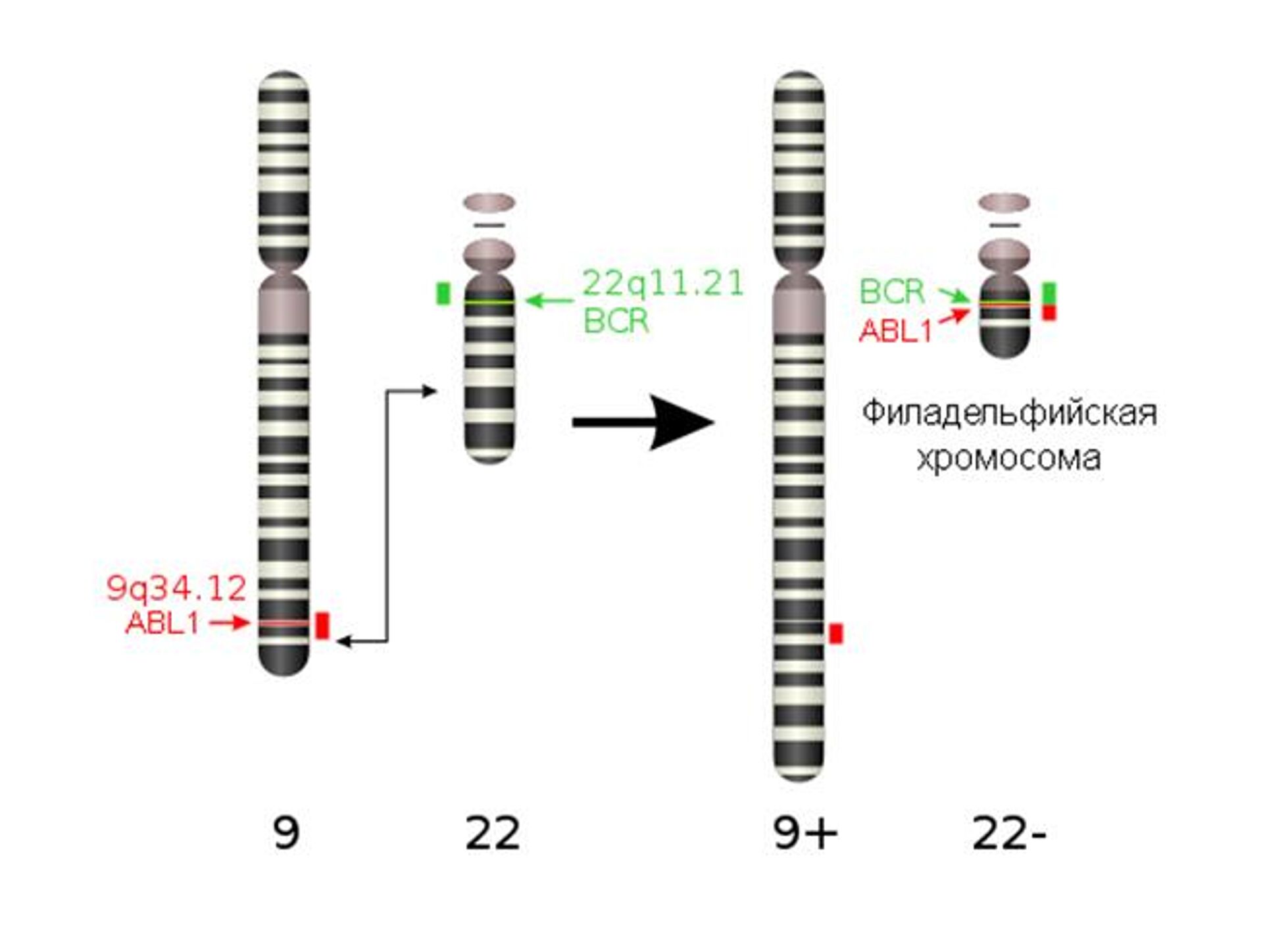 В результате транслокации ген ABL1 из хромосомы 9 (участок q34) объединяется с участком BCR хромосомы 22 (участок q11). Образующаяся при этом филадельфийская хромосома содержит химерный участок, кодирующий постоянно активный белок BCR-ABL, который вызывает неконтролируемое деление клеток крови - РИА Новости, 1920, 23.06.2023