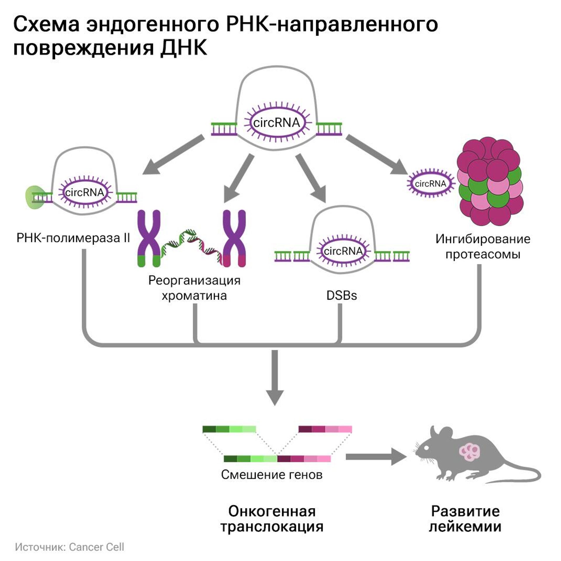 Растет изнутри