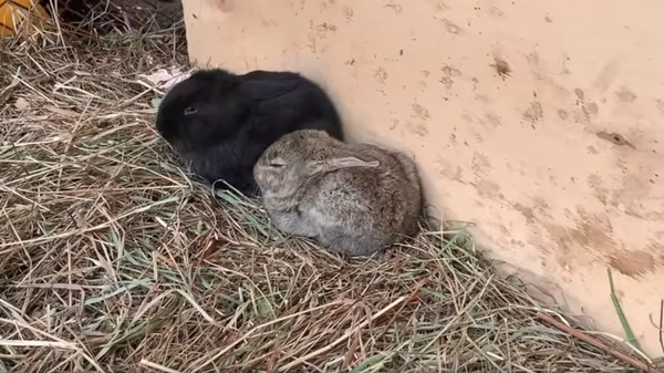 Дети кроликов гигантов в Пермском зоопарке