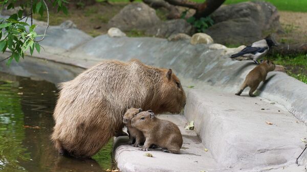 У пары капибар в Московском зоопарке родились трое детенышей