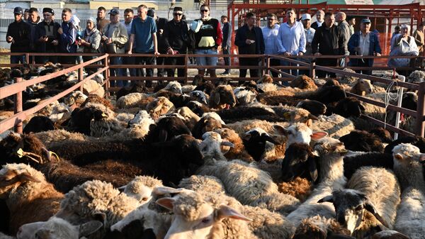Верующие выбирают баранов в комплексе для заклания жертвенных животных у мечети Аль-Марджани в праздник Курбан-Байрам в Казани