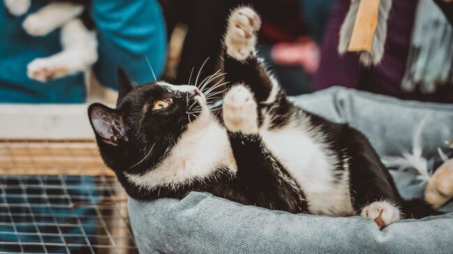 Выставка-пристройство кошек