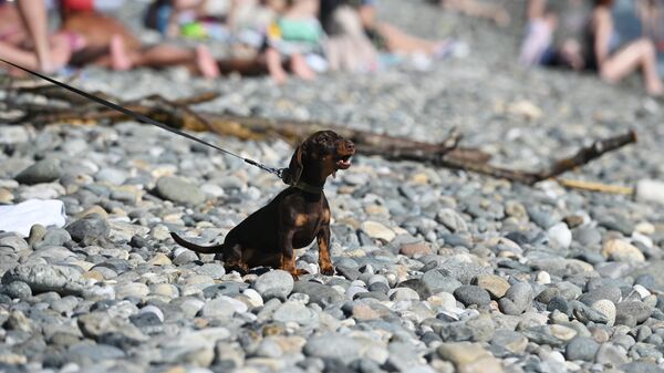 Собака на пляже в Сочи