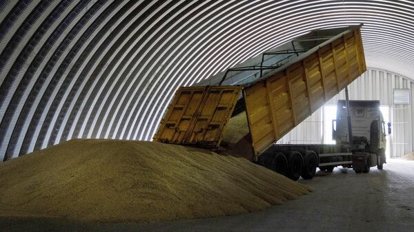Выгрузка зерна в хранилище в поселке Згуровка