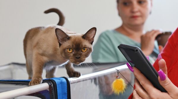 Кошка породы бурма на выставке КоШарики Шоу в Москве
