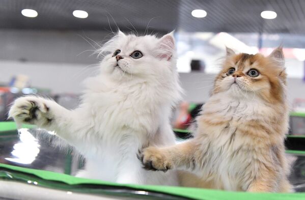 Кошки породы хайленд-страйт (шотландская длинношерстная) на выставке КоШарики Шоу в Москве