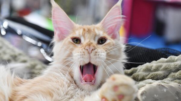 Кошка породы мейн-кун зевает на выставке КоШарики Шоу в Москве