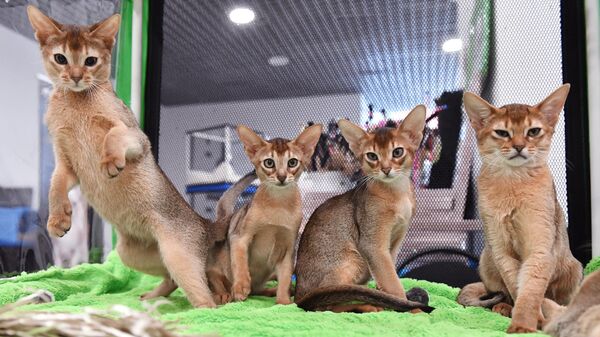Кошки абиссинской породы на выставке КоШарики Шоу в Москве