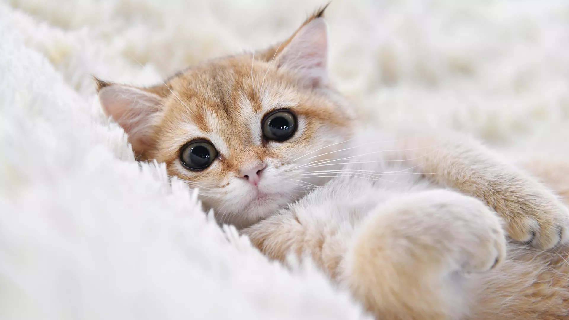 СМИ: россиянин обанкротился из-за кота