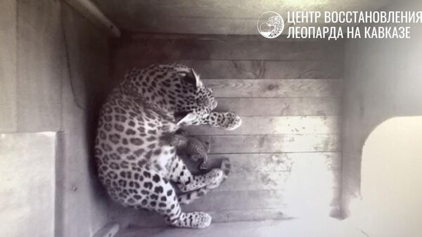 Детеныш леопарда в Центре восстановления переднеазиатского леопарда на Кавказе. Кадр видео