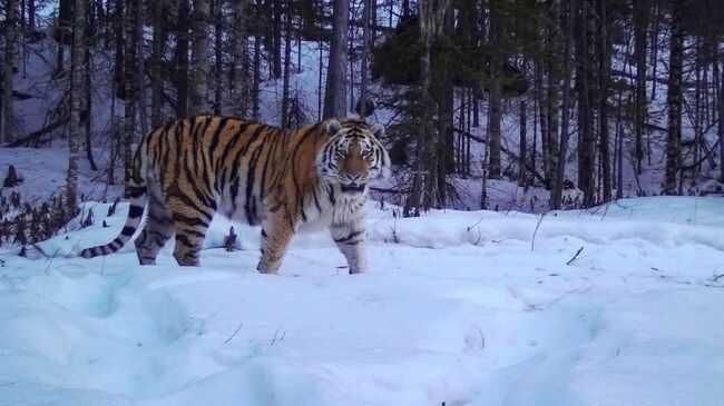 Тигр сфотографировался в Сихотэ-Алинском заповеднике