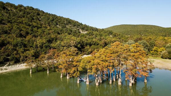 Болотные кипарисы на озере Сукко (Кипарисовое озеро) в Краснодарском крае