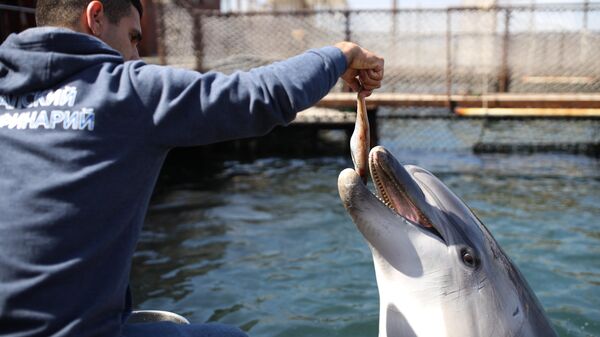 Сотрудник Анапского дельфинария на Большом Утрише в Краснодарском крае кормит дельфина-афалину