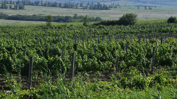 Виноградники на винодельне в Краснодарском крае