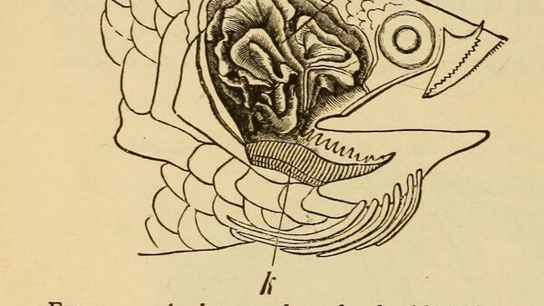 Книга 1884 года. Схематично изображена голова анабаса с удалённой жаберной крышкой, виден лабиринтовый орган