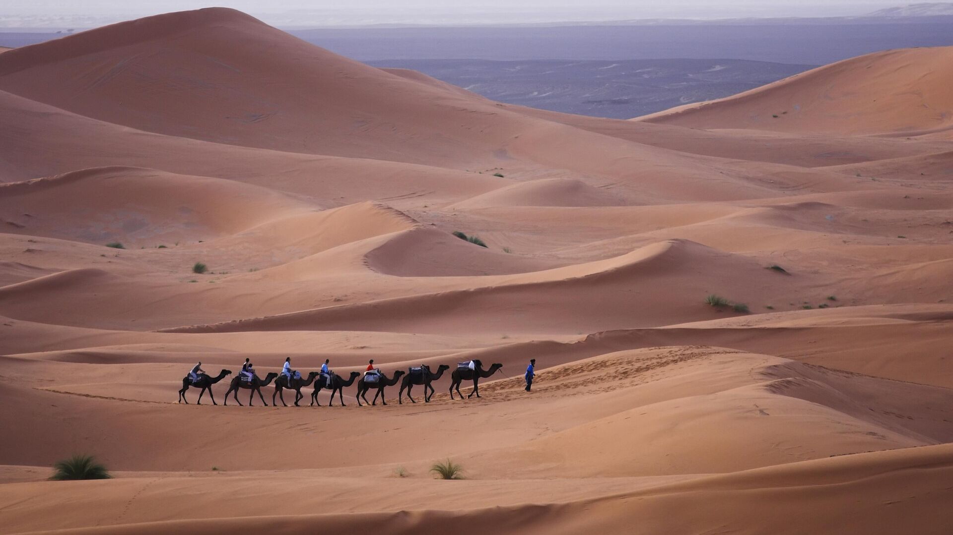 Верблюды в пустыне Сахара - РИА Новости, 1920, 20.07.2023