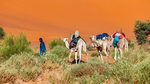 Караван в пустыне Сахара