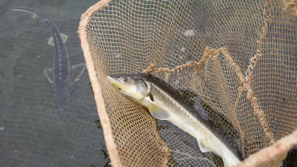 Осетровая ферма Осетровая ферма