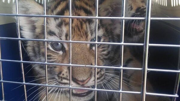 Тигрята, которых пытались незаконно вывезти в Казахстан