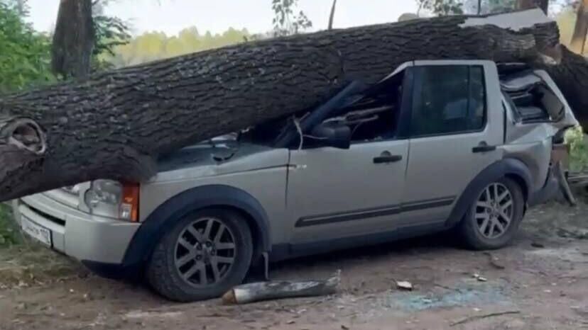 Падение дерева на берегу реки Сим в деревну Асканыш Иглинского района  - РИА Новости, 1920, 09.07.2023