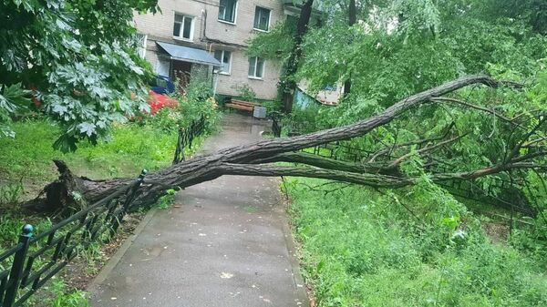 Упавшее дерево в Воронеже
