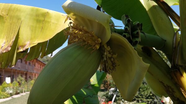 Цветет банан в Абхазии