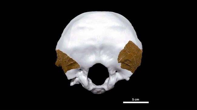 Фрагменты черепа неандертальца