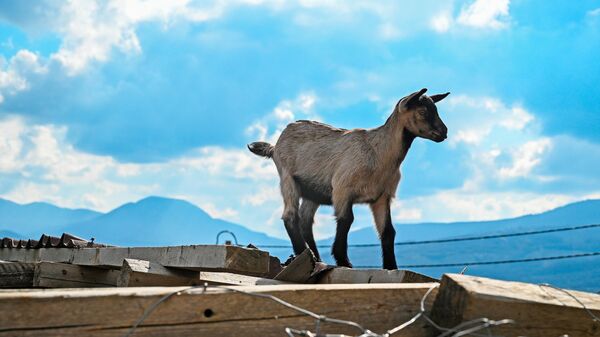 Коза в фермерском хозяйстве Горная сыроварня в Крыму