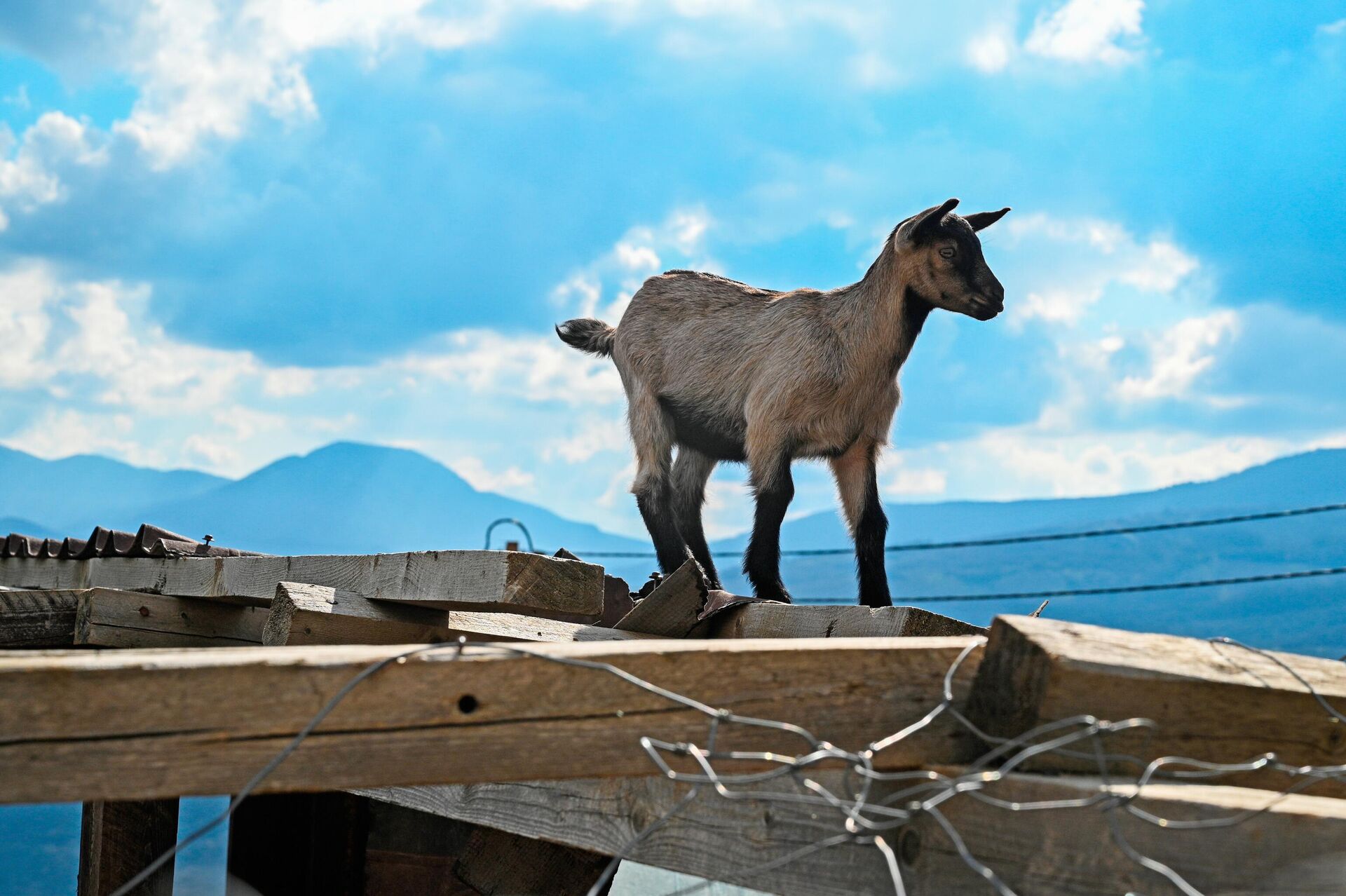 Коза в фермерском хозяйстве Горная сыроварня в Крыму - РИА Новости, 1920, 06.11.2025