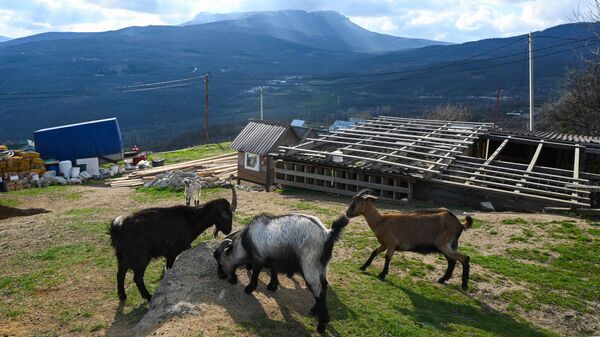 Козы в фермерском хозяйстве Горная сыроварня в Крыму