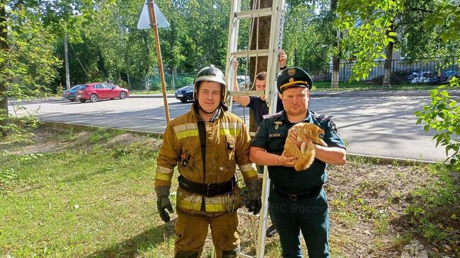 Спасатели сняли котенка с дерева в Луге