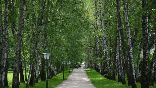 Прешпект - живописная аллея, ведущая от Башен въезда к дому Л.Н.Толстого, существовала еще в XVII веке