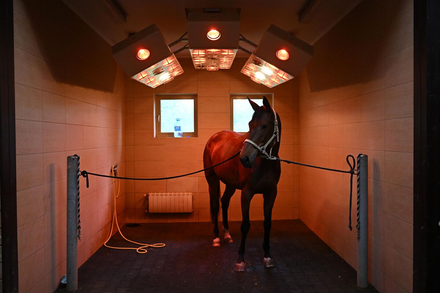 Лошадь в солярии конноспортивного комплекса на территории загородного отеля Грумант Resort & SPA в Тульской области Лошадь в солярии конноспортивного комплекса на территории загородного отеля Грумант Resort & SPA в Тульской области