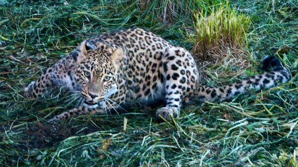 Самка переднеазиатского леопарда по кличке Ачипсе во время выпуска в дикую природу на территории Кавказского заповедника