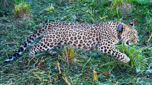 Самка переднеазиатского леопарда