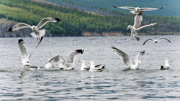 Чайки на озере Байкал