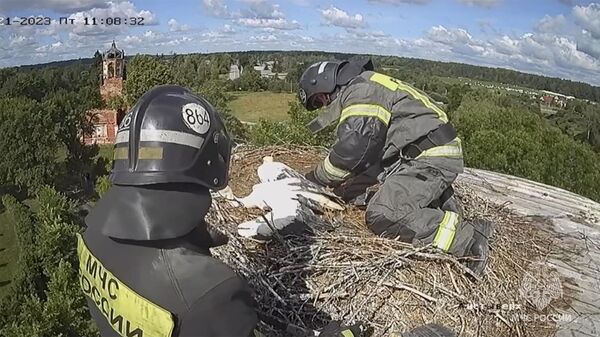 Сотрудники МЧС помогают аистам, запутавшимся в веревках в гнезде в Ленинградской области. Кадр видео