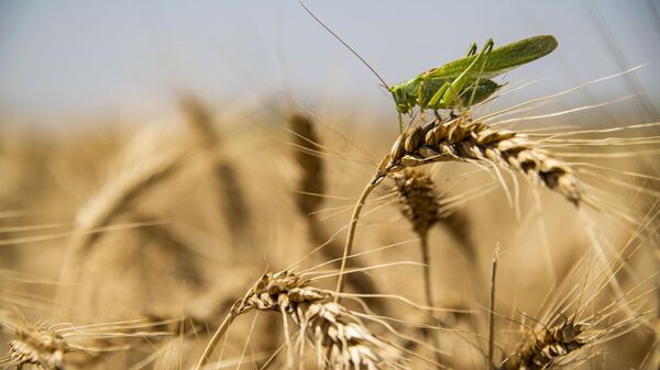Кузнечик на колосе пшеницы на поле в Херсонской области