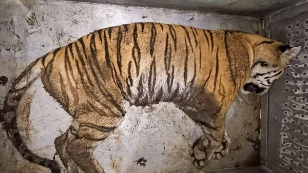 Тигр, отловленный в Хабаровском крае
