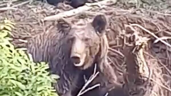 Спасенная из браконьерских сетей в Ногликском районе медведица