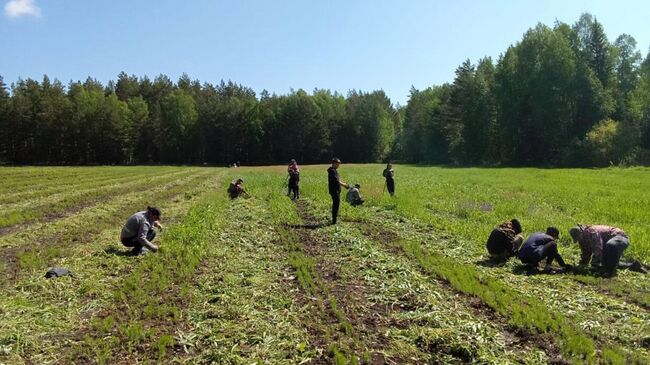 Работы по восстановления лесов поле вырубок и пожаров в Красноярском крае