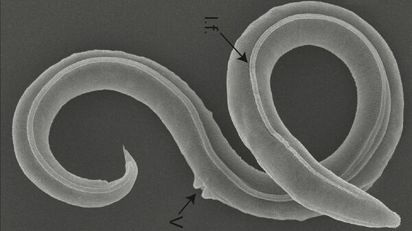 Ученые оживили червя, пролежавшего 46 тысяч лет в вечной мерзлоте в Сибири