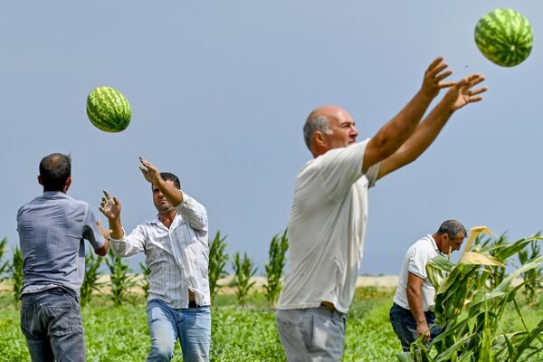 Сбор урожая арбузов на полях фермерского хозяйства в селе Гарасу Кюрдамирского района Азербайджана