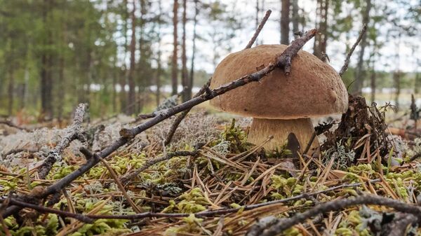 Белый гриб в лесу в Карелии