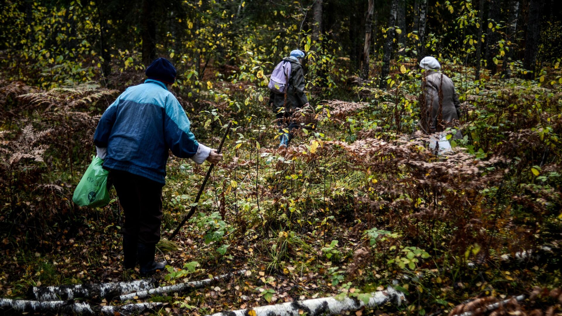 Сбор грибов в лесу - РИА Новости, 1920, 27.08.2025