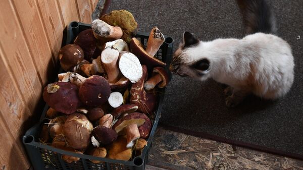 Кошка около корзины с собранными грибами