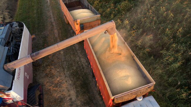 В АКРА не ждут, что запрет на экспорт риса из России снимут до 2026 года