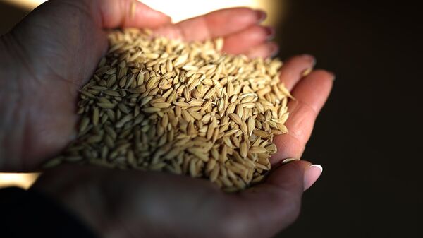 Зерна риса
