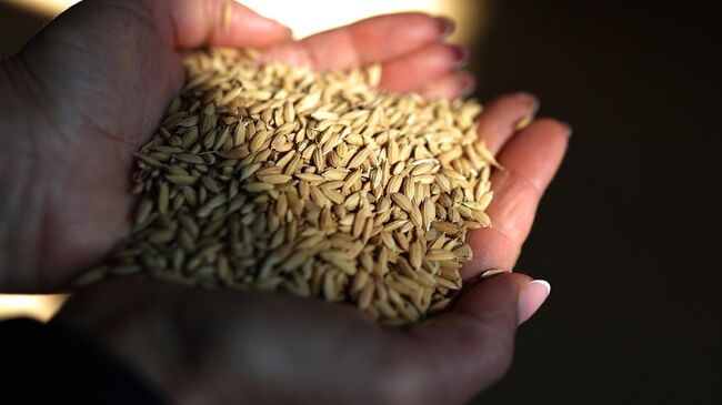 Правительство продлило ограничение на вывоз риса из России